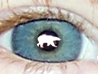 Bear Eye Associates