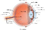 Optics and Anatomy Photos